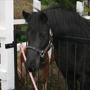 Anden særlig race Lucy