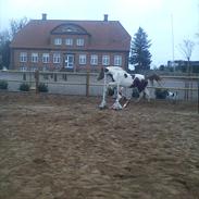 Anden særlig race Kingston