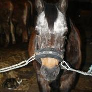 Anden særlig race sif