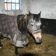 Anden særlig race sif