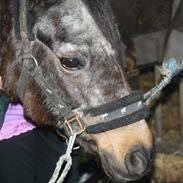 Anden særlig race sif