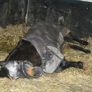 Anden særlig race sif