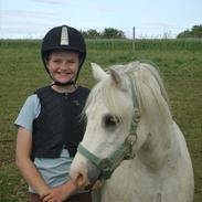 Welsh Mountain (sec A) Salbooke Silver Shadow 
