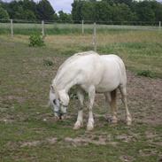 Welsh Mountain (sec A) Salbooke Silver Shadow 