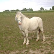 Welsh Mountain (sec A) Salbooke Silver Shadow 