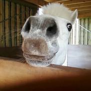 Welsh Pony (sec B) *Lille Hvid <3 R.I.P