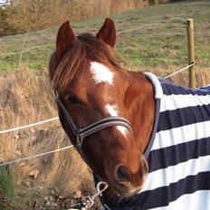 Welsh Pony (sec B) Bjerregårds Gandalf