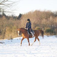 Hollandsk Sportspony Vos 