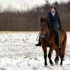 Dansk Varmblod Pilotte