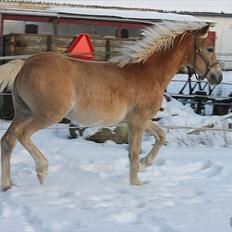 Tyroler Haflinger Albion af Bakkelund