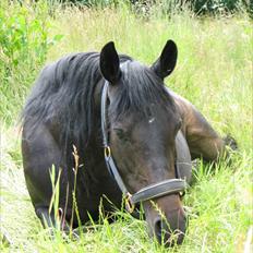 DSP Højlund´s Miss Taitini
