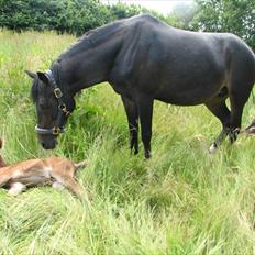 DSP Højlund´s Miss Taitini