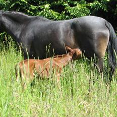 DSP Højlund´s Miss Taitini