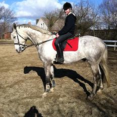 Dansk Varmblod Bling Bling <3