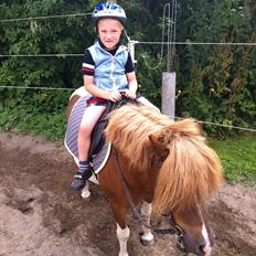 Shetlænder Oskar <3