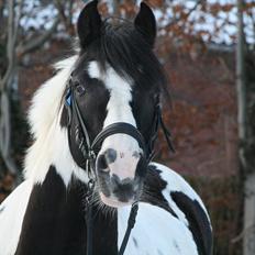 Irish Cob Mars <3 | Mit liv. <3 | 