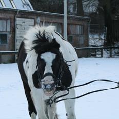 Irish Cob Mars <3 | Mit liv. <3 | 