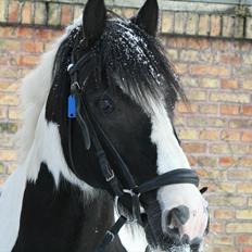 Irish Cob Mars <3 | Mit liv. <3 | 