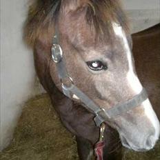 Anden særlig race Jessie (Lillegaard´s MayBell)Solgt