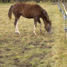 Anden særlig race Jessie (Lillegaard´s MayBell)Solgt