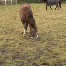 Anden særlig race Jessie (Lillegaard´s MayBell)Solgt