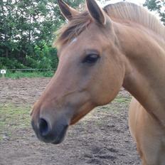 Anden særlig race Dolly