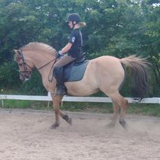 Anden særlig race Dolly