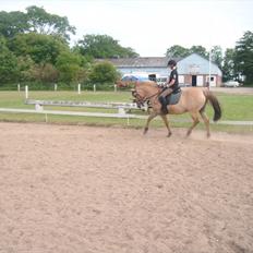 Anden særlig race Dolly