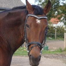 Fuldblod (XX) Kiwi ( Lambada Hot XX)