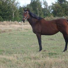 Fuldblod (XX) Kiwi ( Lambada Hot XX)