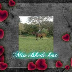 Fuldblod (XX) Kiwi ( Lambada Hot XX)