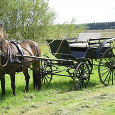 Anden særlig race Lise (Himmelhesten)