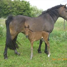 Anden særlig race Lise (Himmelhesten)