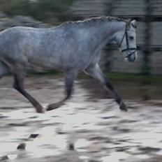 Welsh Pony (sec B) Bjerregårds Belissimo