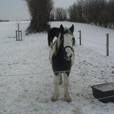 Irish Cob Zoe of Romany Vanner