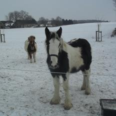 Irish Cob Zoe of Romany Vanner