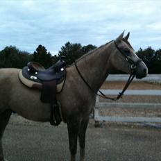 Arabisk fuldblod (OX) Redondo <3