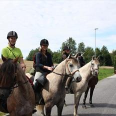 Arabisk fuldblod (OX) Redondo <3