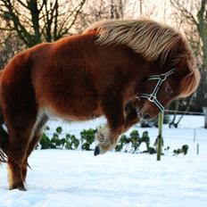 Shetlænder Tøttrups Lippa