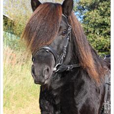 Shetlænder Ellinges Argo