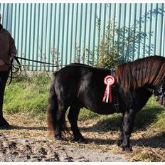 Shetlænder Ellinges Argo