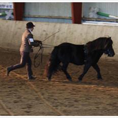 Shetlænder Ellinges Argo