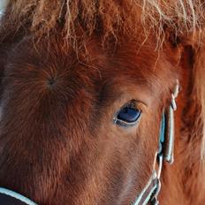 Shetlænder Tøttrups Lippa