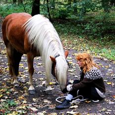 Haflinger Birch's Currin