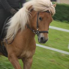 Islænder Joi fra Tyvekrogen