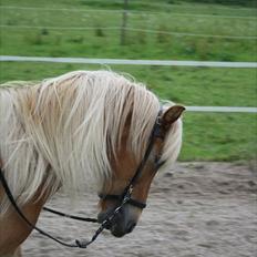 Islænder Joi fra Tyvekrogen