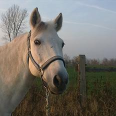 Anden særlig race Huba <3 *STJERNEN* R.I.P <3<3<3