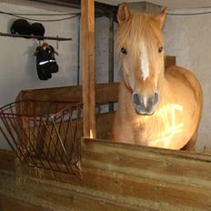 Anden særlig race spencer