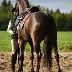 DSP Dark Dustin - Babyhest <3