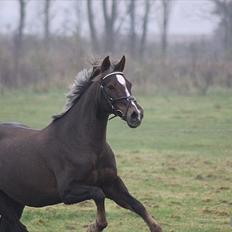 Welsh Cob (sec D) Bogensø's Queen
